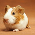 guinea_pig-8233-150x150